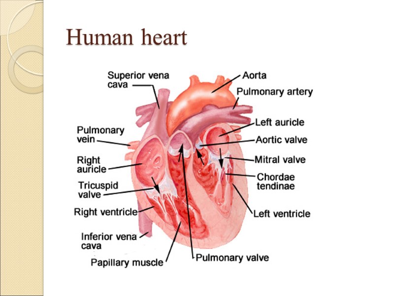 Human heart